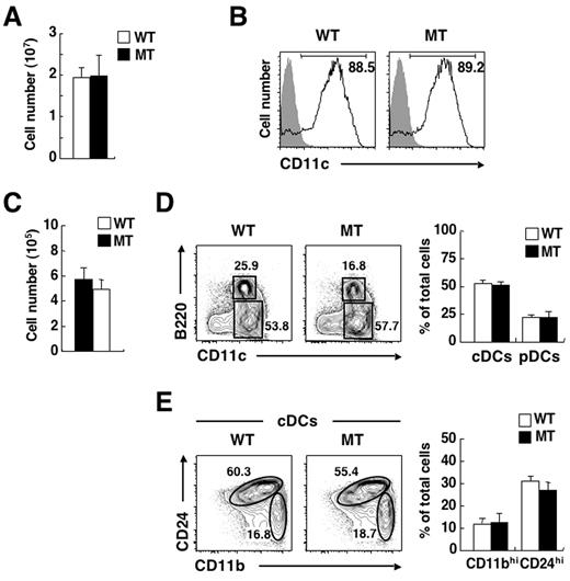 Figure 4. No impairment of differentiation of DCs from BM of SIRPα MT mice in vitro. (A) BM cells from WT or SIRPα MT mice were cultured with GM-CSF (10 ng/mL) for 7 days in 24-well plates, after which the total number of BM-derived DCs was determined with a Burker-Turk counting chamber. Data are means ± SE from 3 independent experiments. (B) Cells cultured as in panel A were incubated with a biotin-conjugated mAb to CD11c (open traces) or control mAb (filled traces) and were also stained with PE-conjugated streptavidin and PI. The expression of CD11c on PI-negative cells was analyzed by 2-color flow cytometry. The relative number of CD11c+ cells is expressed as a percentage of all PI-negative cells on each plot. Data are representative of 3 independent experiments. (C) BM cells from WT or SIRPα MT mice were cultured with Flt3 ligand (200 ng/mL) for 7 days, after which the total number of BM-derived DCs was determined with a Burker-Turk counting chamber. Data are means ± SE from 3 independent experiments. (D-E) Cells cultured as in panel C were incubated with a biotin-conjugated mAb to CD11b and also stained with an FITC-conjugated mAb to CD24, PE-conjugated streptavidin, an APC-conjugated mAb to CD11c, an APC-Cy7–conjugated mAb to B220, and PI. The expression of CD11c and B220 on PI-negative cells (D) or that of CD11b and CD24 on cDCs (E) was analyzed by 5-color flow cytometry (left panels). The relative numbers of CD11c+ B220− cells (cDCs) and CD11cint B220+ cells (pDCs; D) or those of CD24low CD11bhigh (CD11bhi) and CD24high CD11blow (CD24hi) cDCs (E) are expressed as a percentage of all PI-negative cells (D) or of cDCs (E) on each plot. The percentages of cDCs or pDCs (D) and those of CD11bhi or CD24hi subsets (E) among PI-negative cells were also determined (right panels); data are means ± SE from 3 independent experiments.
