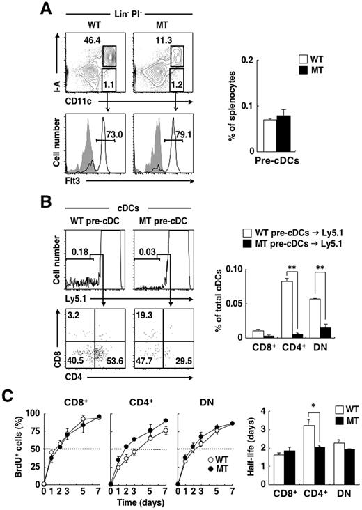 Figure 5. No deficiency of pre-cDCs, but a reduced half-life of CD4+ cDCs in the spleen of SIRPα MT mice. (A) Splenocytes from WT or SIRPα MT mice were incubated with a biotin-conjugated mAb to Flt3 or an isotype-matched control mAb and were also stained with an FITC-conjugated mAb to I-A, PE-conjugated streptavidin, PE-Cy5–conjugated mAbs to lineage markers (CD3ϵ, CD19, B220, NK1.1, and TER-119), an APC-conjugated mAb to CD11c, and PI. The expression of CD11c and I-A on lineage- and PI-negative (Lin−PI−) cells (top left panel) or that of Flt3 on CD11c+ I-A− cells (open traces; filled traces represent staining with the isotype control; bottom left panel) was analyzed by 4-color flow cytometry. The relative numbers of CD11c+ I-A− cells or CD11c+ I-A+ cells (top left panel) and those of Flt3+ cells (pre-cDCs, bottom left panel) are expressed as a percentage of all Lin−PI− splenocytes (top left panel) or of CD11c+ I-A− cells (bottom left panel) on each plot. The percentage of pre-cDCs among total viable splenocytes was also determined (right panel); data are means ± SE from 3 separate experiments. (B) Pre-cDCs that had been sorted from BM cells of WT or SIRPα MT mice (see supplemental Figure 2) were injected intravenously into B6-Ly5.1 mice. Eight days after injection, splenocytes from recipient mice were stained as in Figure 3A. The expression of Ly5.1 on cDCs (top left panel) or that of CD4 and CD8 on Ly5.1− cDCs (derived from transferred cells of Ly5.2+ WT or MT mice; bottom left panel) was analyzed by 6-color flow cytometry. The relative numbers of Ly5.1− cells (top left panel) and of CD8+, CD4+, or DN cDCs (bottom left panel) are expressed as a percentage of all PI-negative cDCs (top left panel) or of Ly5.1− cDCs (bottom left panel) on each plot. The percentages of donor (Ly5.1−)–derived CD8+, CD4+, or DN cDCs among total cDCs were also determined (right panel); data are means ± SE from 3 independent experiments. **P < .01 (Student t test). (C) WT or SIRPα MT mice were injected intraperitoneally with 1 mg of BrdU and then continuously supplied with BrdU (0.8 mg/mL) in sterile drinking water. At various times after BrdU administration, splenocytes were isolated from the mice and stained with a PE-conjugated mAb to CD8, a PE-Cy7–conjugated mAb to CD4, an APC-conjugated mAb to CD11c, and an APC-Cy7–conjugated mAb to B220. The cells were then fixed, permeabilized, and stained with an FITC-conjugated mAb to BrdU. The percentage of BrdU-positive cells among total CD8+, CD4+, or DN cDCs in the spleen at each time point was then determined (left panels), and from these data, the half-lives of CD8+, CD4+, and DN cDCs were estimated (right panel). Data are means ± SE from 3 independent experiments. *P < .05 (Student t test).