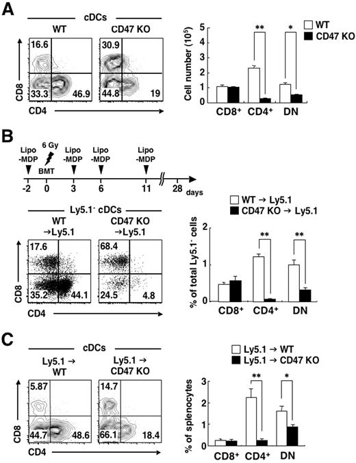 Figure 6. Importance of both hematopoietic and nonhematopoietic CD47 for homeostasis of splenic CD4+ cDCs and DN cDCs. (A) Splenocytes from WT or CD47 KO mice were stained as in Figure 1A, and the expression of CD4 and CD8 on cDCs was analyzed by 5-color flow cytometry (left panel). The relative numbers of CD8+, CD4+, and DN cDCs are expressed as a percentage of PI-negative cDCs in each plot. The absolute numbers of CD8+, CD4+, and DN cDCs in the spleen were also determined (right panel); data are means ± SE from 3 mice per group and are representative of 3 independent experiments. *P < .05, **P < .01 (Student t test). (B) B6-Ly5.1 mice were subjected to sublethal irradiation and then reconstituted with 5 × 106 BM cells from either WT or CD47 KO mice on day 0 (BMT). MDPCl2 entrapped in liposomes (Lipo-MDP) was administrated intravenously on days −2, 3, 6, and 11, as indicated in the top panel, to prevent initial rejection of CD47 KO donor cells by recipient macrophages. Splenocytes were prepared from recipient mice on day 28 and stained as in Figure 3A. The expression of CD4 and CD8 on cDCs was analyzed by 6-color flow cytometry (bottom left panel). The relative numbers of CD8+, CD4+, and DN cDCs are expressed as a percentage of Ly5.1− cDCs on each plot. The percentages of CD8+, CD4+, and DN cDCs among total PI-negative Ly5.1− cells were also determined (right panel); data are means ± SE from 5 or 6 mice per group in 2 independent experiments. **P < .01 (Student t test). (C) WT or CD47 KO mice were subjected to lethal irradiation and reconstituted with 5 × 106 BM cells from B6-Ly5.1 mice. Eight weeks after transplantation, splenocytes were prepared from recipient mice and stained as in panel B. The expression of CD4 and CD8 on cDCs was analyzed by 6-color flow cytometry (left panel). The relative numbers of CD8+, CD4+, and DN cDCs are expressed as a percentage of total cDCs in each plot. The percentages of CD8+, CD4+, and DN cDCs among total splenocytes were also determined (right panel); data are means ± SE from 3 mice per group and are representative of 2 independent experiments. *P < .05, **P < .01 (Student t test).