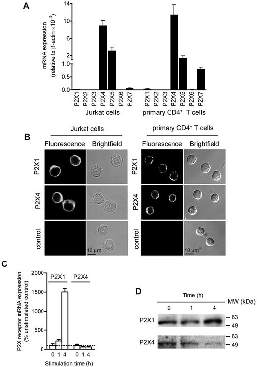 Figure 1. Expression of P2X receptors by human T cells. (A) P2X receptor mRNA expression in Jurkat cells and human peripheral CD4+ T cells determined by real-time reverse transcriptase PCR analysis. (B) Immunocytochemical assessment of P2X1 and P2X4 receptor expression of Jurkat cells and human primary CD4+ T cells evaluated by fluorescence microscopy. (C) P2X1 and P2X4 receptor mRNA expression levels of Jurkat cells in response to stimulation by PHA (50 ng/mL) and PMA (5 ng/mL). (D) Immunoblotting of P2X1 and P2X4 receptors before and after stimulation of Jurkat cells with PHA (50 ng/mL) and PMA (5 ng/mL). Data represent means ± SEM from triplicate experiments.