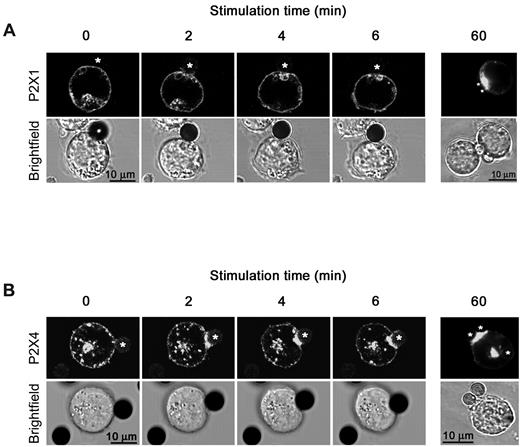 Figure 2. Translocation of P2X1 and P2X4 receptors to the immune synapse of activated T cells. Time-lapse confocal live-cell microscopy images showing the expression of EGFP-tagged P2X1 (A) and P2X4 receptors (B) in Jurkat cells stimulated with anti-CD3/CD28 antibody-loaded beads (asterisks). Localization of receptors persists at least 1 hour after stimulation (Right panels: fluorescent microscopy images 60 minutes after stimulation).