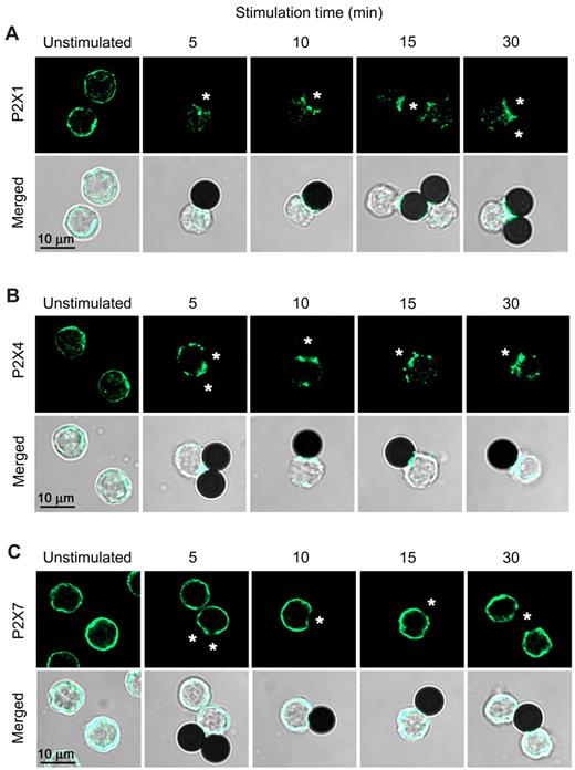 Figure 3. P2X1 and P2X4, but not P2X7, receptors translocate to the immune synapse of T cells. Laser scanning microscopy images of primary human T cells activated with anti-CD3/CD28 antibody–loaded beads (asterisks). Cells were fixed after the indicated stimulation time and stained with anti-P2X1 (A), P2X4 (B), or P2X7 (C) receptor antibodies. While P2X4 receptors rapidly translocate to the immune synapse, P2X1 receptors first aggregate in clusters, and then translocate to the synapse after 15-30 minutes. P2X7 receptors do not redistribute upon TCR/CD28 stimulation and maintain their uniform distribution on the cell surface.