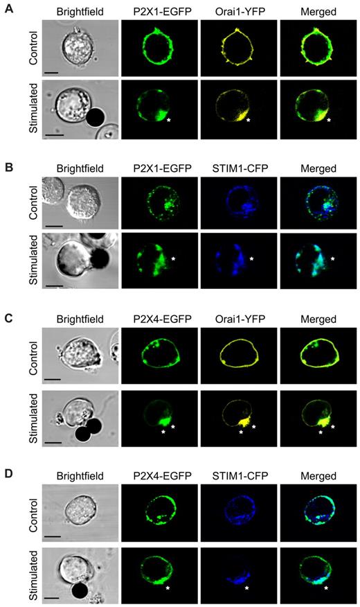 Figure 4. P2X1 and P2X4 receptors are expressed with Orai1 and STIM1 at the immune synapse. Confocal live-cell images of Jurkat cells coexpressing EGFP-tagged P2X1 or P2X4 receptors and either Orai1-EYFP (A,C) or STIM1-ECFP (B,D). Unstimulated cells show uniform Orai1, STIM1, and P2X1 and P2X4 receptor distributions (top panels) that localize at the immune synapse within 30 minutes of stimulation with anti-CD3/28 antibody-loaded beads (marked with asterisks in bottom panels). Scale bars represent 10 μm.