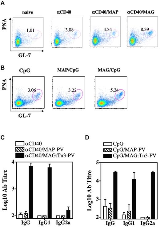 Figure 6. Tn-based targeting preferentially promotes B-cell and antibody responses. BALB/c mice (3 or 4 per group) were injected intradermally with 10 nmol of glycosylated multiple antigenic glycopeptide (MAG):Tn3-PV or unglycosylated multiple antigenic peptides PV peptide together with 25 μg of anti-CD40 antibody (A) or 10 μg of unmethylated cytosine-phosphate-guanosine (B). Control groups remained untreated or received αCD40 or unmethylated cytosine-phosphate-guanosine. Two to 3 weeks later, draining lymph node cells were analyzed for germinal center B cells by FACS (A and B). Serum samples were collected from immunized mice 2-3 weeks after intradermal immunization and anti-Tn antibody titers were determined (C-D). Data are expressed as the mean ± SD of 3 or 4 sera. Representative results from 2 experiments are shown.