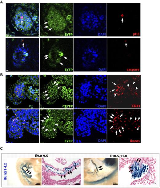 Figure 4. VA-derived cell clusters are viable and express hematopoietic markers. (A) VE-cadherin Cre fate mapped endothelial and HCs in green (crossed to a R26R EYFP Cre reporter) were costained with proliferation marker phospho-histone H3 (pH3, top panel in red) and apoptosis marker cleaved caspase-3 (bottom panel in red). Some proliferation within the cell clusters is noted (arrows, top panel), although no apoptosis is detected. There is one cell outside of the cluster found to be positive for caspase-3 (arrows). (B) CD41 (top panel in red), a marker of HSCs and hemogenic endothelium, is expressed within EYFP+ cell clusters (arrows) and in circulating HCs in an adjacent vessel (arrowheads). Ikaros (bottom panel in red), a gene expressed by HSCs and lymphoid progenitors, exhibits a similar expression pattern (arrows and arrowheads). (C) The Runx1-LacZ knock-in mouse line exhibits early Runx-1 (blue) endothelial expression within the VA (arrows, left panels), and later within the artery associated cell clusters (arrows, right panels). (A-C) Scale bars as labeled per row.