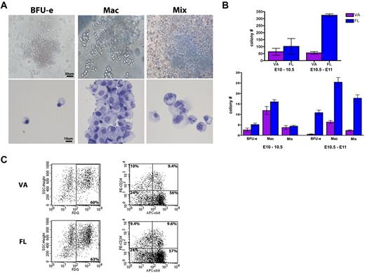 Figure 5. VA-associated HCs are functional. (A) Dissected VAs were cultured in methylcellulose and formed distinct colonies of BFU-e, Mac, and mixed colonies of granulocyte/macrophage with or without erythroid (Mix). (Top panels) Colony morphology. (Bottom panels) Cytospins of each colony type after Giemsa stain (purple). Scale bars as labeled per row. (B) Colony formation ability of the VA (in purple) is compared with the fetal liver (FL, in blue) during VA remodeling. A peak in VA colony activity is seen at E10 to E10.5 corresponding to the major vascular remodeling events, and is comparable with the fetal liver at this time point. By E10.5 to E11, the ability of the VA to form hematopoietic colonies is dramatically reduced. Error bars are average of triplicate cultures of n = 2 litters (each litter pooled separately per time point ± SEM). (C) VAs and fetal livers (FL) of VE-cadherin Cre crossed to R26R LacZ lines at E10.5 were collected (pooled together in single suspension, 1 litter each) and evaluated by FACS analysis for LacZ activity (FDG, left panel). Endothelial derived (FDG+) cells make up 60% of the collected cells, and within that population the stem cell markers c-kit and CD34 are highly expressed (right panel, percentage labeled per quadrant). The VA hematopoietic population surface marker expression very closely resembles the FL at this time point.