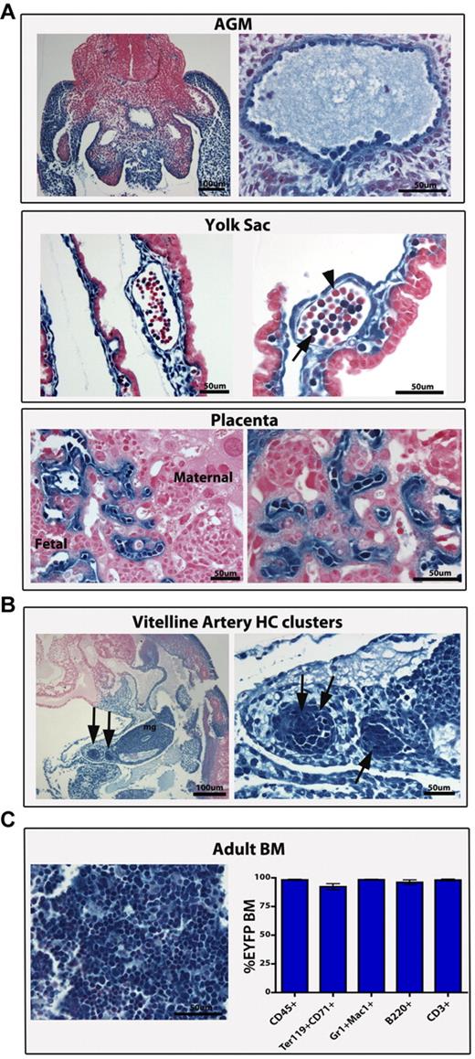 Figure 6. Lateral plate mesoderm contributes to hemogenic endothelial beds, including the VA and its hematopoietic derivatives. (A) The HoxB6 Cre mouse line was crossed to a R26R LacZ Cre reporter mouse to lineage-trace LPM. All previously reported hemogenic endothelial beds, including the AGM at E11 (top panel), yolk sac (middle panel), and placenta (bottom panel) (both at E10.5), were faithfully labeled (β-galactosidase in blue) from labeled LPM. The associated HCs were also labeled, except for the yolk sac where labeled (arrow) and unlabeled (arrowhead) HCs are seen. (B) The VA-derived hematopoietic clusters (HC, arrows) and all the surrounding endothelium and mesoderm are traced from the LPM at E10.5. (C) The adult bone marrow (BM) in the HoxB6-Cre mouse is fully labeled, indicating an LPM origin (histologic LacZ section on left). FACS analyses using a EYFP reporter (graph on right) demonstrates that EYFP+ cells constitute 98% of CD45+ BM cells and that the majority of all hematopoietic lineages are also EYFP+ and thus have an LPM origin. Graphical results are shown as the mean (n = 3) ± SEM (A-C) Scale bars as labeled.