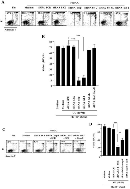 Figure 5. Bcl-2 and CFLAR/c-flip are essential to protect pDCs from GC-induced apoptosis. (A-B) pDCs stimulated overnight by Flu were exposed to GC in the presence of several siRNA targeting proapoptotic (BAX) or antiapoptotic (c-flip, Bcl-2, iap-2, Bcl-xL) molecules or scramble control siRNA (SCR). (C-D) pDCs stimulated overnight by Flu with GC in the presence of several siRNA targeting proapoptotic (caspase-8) or antiapoptotic (Bcl-2) proteins or SCR. Dot plots show apoptosis assessed using annexin V/PI staining of representative experiment (A,C). Histograms show the results obtained with 7 independent experiments (B,D). In all panels, percentage indicates the live cells in each condition. P values were determined using 2-tailed Student t test (***P < .001).