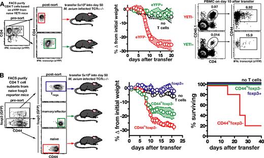 Figure 4. The naive T-cell subpopulation is largely responsible for the induction of immune reconstitution disease by bulk CD4 T cells. (A) CD4 T cells from uninfected IFNγ reporter mice were FACS sorted into eYFP+ and eYFP− cells. Purified cells (5 × 105) of each subset were then separately transferred into M avium–infected TCRα−/− mice (n = 6 control mice, n = 5 recipients of eYFP−, and n = 4 recipients of eYFP+ CD4 T cells). On day 10 after transfer, the recipient mice were analyzed for the donor cell marker and eYFP expression. (B) CD4 T cells from foxp3 reporter mice were FACS purified into CD44lofoxp3−, CD44hifoxp3−, and foxp3+ cells. Purified cells (5 × 105) of each subset were then separately transferred into M avium–infected TCRα−/− mice, and recipients were monitored for weight loss and survival (n = 5: recipients of CD44lofoxp3− or CD44hifoxp3− cells and n = 3: recipients of foxp3+ T cells). In panels A and B, the shaded area between the traveling error bars represents the SD. All data are representative of 2 independent experiments performed.