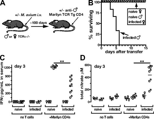 Figure 6. CD4 T cells specific for endogenous antigens can drive immune reconstitution disease. (A) M avium–infected and –uninfected male or female TCRα−/− mice received Marilyn (antimale TCR Tg) CD4 T cells (2 × 106) isolated from female donor mice. (B) Survival of mice in shown in panel A. (C) IFNγ and (D) total nitrate were measured in the serum of mice shown in panel A on day 3 after transfer. All data are representative of at least 2 independent experiments.