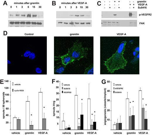 Figure 2. VEGFR2 activation mediates the proangiogenic activity of gremlin in vitro and in vivo. Serum-starved HUVECs were stimulated for 0-30 minutes with 50 ng/mL gremlin (A) or 30 ng/mL VEGF-A (B) or with 50 ng/mL gremlin or 30 ng/mL VEGF-A for 15 minutes in the absence or in the presence of 5.0μM SU5416 (C). At the end of incubation, 50 μg of cell extracts were probed by Western blotting with a monoclonal anti–phospho-VEGFR2 antibody (pY1175; Cell Signaling Technology). Uniform loading of gels was confirmed by incubation of the membranes with anti–focal adhesion kinase (FAK) antibodies (Santa Cruz Biotechnology). Capture ELISA assay ruled out a significant VEGF-A contamination of the recombinant gremlin preparations (≤ 0.1 pg of VEGF-A per nanogram of protein). Accordingly, gremlin-induced VEGFR2 autophosphorylation in ECs was not affected by coincubation with a neutralizing anti–VEGF-A antibody (data not shown). (D) Serum-starved HUVECs were stimulated for 0 or 5 minutes with 50 ng/mL gremlin or 30 ng/mL VEGF-A and immunostained with rabbit monoclonal anti–phospho-VEGFR2 antibody (pY1175) followed by Alexa Fluor 488 anti–rabbit IgG (Invitrogen). Samples were analyzed using a Zeiss LSM510Meta confocal microscope equipped with Plan-Apochromat 63×/1.4 numerical aperture oil objective and LSM 510 Meta Software Version 3.5 (Carl Zeiss). Note the presence of the phosphorylated receptor both on HUVEC membrane and in submembrane vesicles in stimulated cells. (E) HUVEC spheroids prepared in medium supplemented with carboxymethylcellulose were embedded in type I collagen gel and treated with vehicle or 30 ng/mL gremlin or VEGF-A in the absence or in the presence of 3.0μM cyclo-VEGI. Formation of radially growing cell sprouts was observed during the next 48 hours.3 Sprouts were photographed at 40× magnification with an IX51 inverted microscope equipped with a 4×/0.10 numerical aperture objective and a Camedia C-4040 digital camera (Olympus). Data are expressed as total number of sprouts measured in 50 spheroids. *Statistically different from the stimulus in the absence of any inhibitor (P < .01, Student t test). (F) One-millimeter human umbilical artery rings were embedded in fibrin gel and incubated with 50 ng/mL gremlin, 30 ng/mL VEGF-A, or vehicle alone in absence or in the presence of 5.0μM SU5416 or 20nM VEGFR2 kinase inhibitor I (VEGFR2I). After 3 days, EC sprouts, morphologically distinguishable from scattering fibroblasts/smooth muscle cells, were counted at 100× magnification with an IX51 inverted microscope equipped with a Plan A chromatic phase contrast 10×/0.25PhP numerical aperture objective (Olympus). *Statistically different from gremlin or VEGF-A–treated rings (P < .01, Student t test). (G) Alginate beads containing vehicle, 100 ng of gremlin, or VEGF-A were implanted on the top of chick embryo CAMs at day 11 of development. When indicated, pellets also contained 150 ng of sVEGFR2 or 5.0μM SU5416. After 72 hours, newly formed blood vessels converging toward the implant were counted in ovo at 5× magnification using a STEMI SR stereomicroscope equipped with an objective f equal to 100 mm with adapter ring 475070 (Carl Zeiss). Data are expressed as mean ± SEM (n = 6-8). *Statistically different from the stimulus in the absence of any inhibitor (P < .01, Student t test).