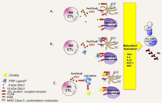 Hypothetical scenarios explaining the immunoadjuvant action of granulysin. (A) Granulysin directly acts on TLR4 and/or a Gi protein–coupled receptor to mediate chemotaxis and DC activation/maturation. (B) Granulysin interacts with other molecules to form molecular complexes that then stimulate TLR4 or other pattern recognition receptors (PRR). (C) Granulysin kills a fraction of vulnerable cells, thereby triggering the exposure or release of cell death–associated molecules (CDAMs), which act on TLR4 and perhaps other PRR.