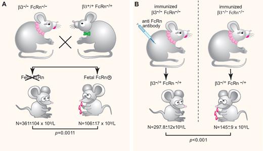 FcRn a key factor in FNIT. (A) Fetal FcRn is required for FNIT. Low platelet counts are observed only in pups expressing fetal FcRn delivered from immunized β3−/−FcRn−/− × β3+/+FcRn−/+. (B) Anti-FcRn monoclonal antibody injection during pregnancy. Low platelet counts are observed only in pups delivered from nontreated immunized female mice. N = platelet counts. (Professional illustration by Paulette Dennis.)