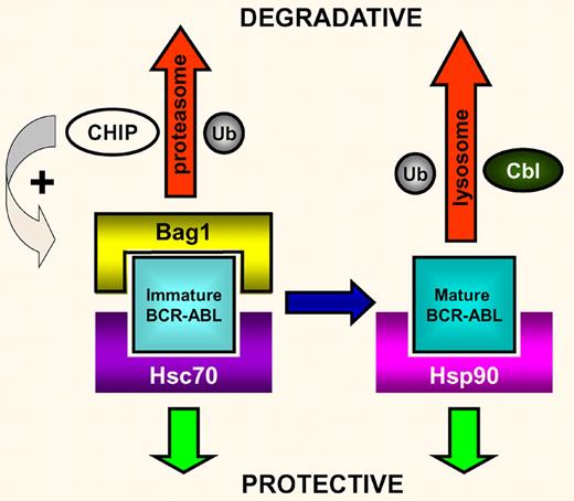 The key proteins regulating the fate of newly synthesized BCR-ABL oncoprotein. In this model, Bag1 and Hsc70 compete for binding to immature BCR-ABL. Bag1 binding will traffic the BCR-ABL for degradation in the proteasome using the CHIP ubiquitin ligase. Conversely, Hsc70 binding will protect BCR-ABL and allow it to fully mature, when it is then bound/protected by Hsp90. Alternatively, any unbound mature BCR-ABL is ubiquitinated by Cbl and degraded in the lysosome (adapted from Figure 7 of the Tsukahara and Maru article).