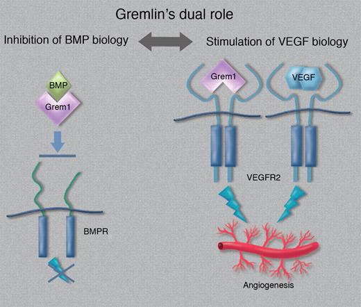 Schematic outline of Gremlin's dual role in tumor biology. Neutralization of BMPs may result in attenuation of suppressive signaling, whereas stimulation of VEGFR2 promotes angiogenesis. (Professional illustration by Marie Dauenheimer.)