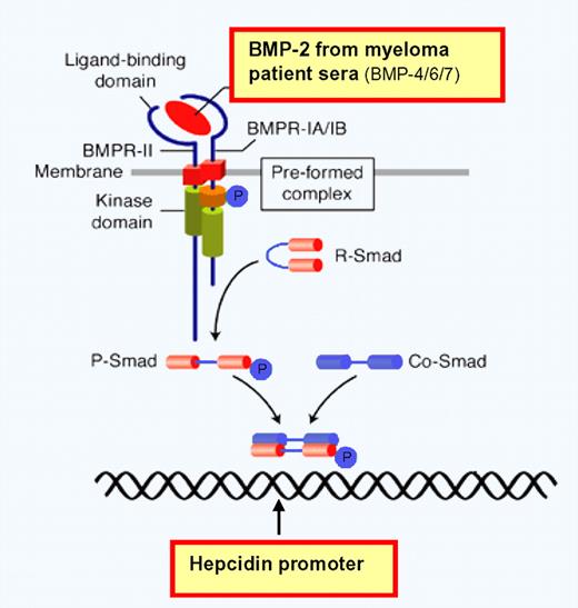 BMP-2–induced signaling and transcription activation of hepcidin promoter. Adapted with permission from Rudarakanchana N and Morrell NW. Primary pulmonary hypertension: molecular basis and potential for therapy. Expert Reviews in Molecular Medicine. 2004;6(6). Cambridge University Press.