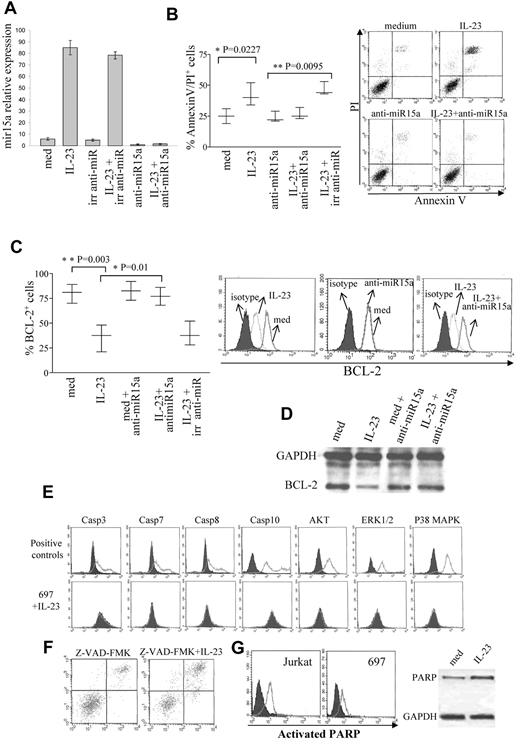 Figure 5. Apoptosis pathway driven by IL-23 in 697 cells. (A) Relative quantification of miR15a in wild-type 697 cells and 697 cells transfected with anti-miR15a or irrelevant (irr) anti-miR cultured 48 hours with or without IL-23, as assessed by real-time PCR. MiR15a expression was normalized to an endogenous reference (miRU6) and expressed relative to a calibrator sample (primary B-ALL sample). (B) Left panel: flow cytometric analysis of apoptosis in wild-type 697 and in 697 cells transfected with anti-miR15a or irrelevant anti-miR cultured 48 hours with or without IL-23 (med). Whisker lines represent highest and lowest values, horizontal lines represent median values (n = 3). Dot plots on the right: annexin V/PI double staining in one representative experiment is shown. (C) Left panel: flow cytometric analysis of BCL-2 expression in wild-type 697 cells and 697 cells transfected with anti-miR15a or irrelevant (irr) anti-miR cultured with medium (med) or IL-23 (48 hours). Whisker lines represent highest and lowest values; horizontal lines represent median values (n = 3). Histograms on the right: one representative experiment of BCL-2 staining is shown. (D) Western blot of BCL-2 expression in wild-type 697 cells and 697 cells transfected with anti-miR15a or irrelevant (irr) anti-miR upon incubation with medium (med) or IL-23 (48 hours). (E) Flow cytometric analysis of caspase activation and AKT, ERK/1, and p38MAPK phosphorylation in 697 cells upon incubation for 48 hours with medium or IL-23 (bottom panels). Positive controls are shown in top panels. Open profile: caspase-3, -7, -8, and -10, and phosphorylated AKT, ERK1/2, and p38MAPK staining in stimulated cells; dark profile: caspase-3, -7, -8, and -10 and phosphorylated AKT, ERK1/2, and p38MAPK staining in untreated cells. (F) Flow cytometric analysis of apoptosis of 697 cells pretreated 1 hour with the Z-VAD-FMK pancaspase inhibitor and then cultured for an additional 48 hours with medium (Z-VAD-FMK) or with IL-23 (Z-VAD-FMK+IL23). One representative experiment is shown. (G) PARP cleavage in 697 cells cultured 48 hours with medium (med) or with IL-23, as assessed by flow cytometry (histograms on the left) and by Western blot (right panel). Histogram plots: staining with anti-cleaved PARP Ab of cells cultured with IL-23 (open profile) or with medium (dark profile). Jurkat cells treated 5 hours with etoposide represent the positive control.