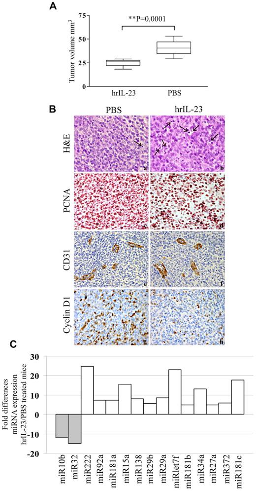 Figure 6. In vivo antitumor activity of IL-23. (A) Volume of tumors grown in PBS and hrIL-23–treated SCID/NOD mice 14 days after 697 cell intravenous inoculation. The differences in size between tumors removed from PBS- and hrIL-23–treated mice were evaluated by the Mann-Whitney U test. Boxes indicate values between the 25th and 75th percentiles, and whisker lines represent highest and lowest values for each group. Horizontal lines represent median values. (B) Morphologic and immunohistochemical analyses of tumors developed in PBS- and hrIL-23–treated mice after 697 cell intravenous inoculation. Arrows in top 2 images indicate apoptotic figures, as revealed by the aspect of chromatin condensation, cell shrinkage, and scattered apoptotic bodies. Anti-PCNA (images in second row), anti-CD31 (images in third row), and anti-cyclinD1 (images in fourth row) immunostaining results are shown. H&E and PCNA staining: magnification ×600 field (60× objective and 10× ocular lens; 0.120 mm2 per field), CD31, and cyclin D1 staining: magnification ×400 field (40× objective and 10× ocular lens; 0.180 mm2 per field. (C) miRNA gene expression profile in tumors explanted from hrIL-23– vs PBS-treated animals 14 days after 697 tumor cell inoculation. Histograms represent fold differences of individual miR expression between tumors formed in hrIL-23– vs PBS-treated animals.