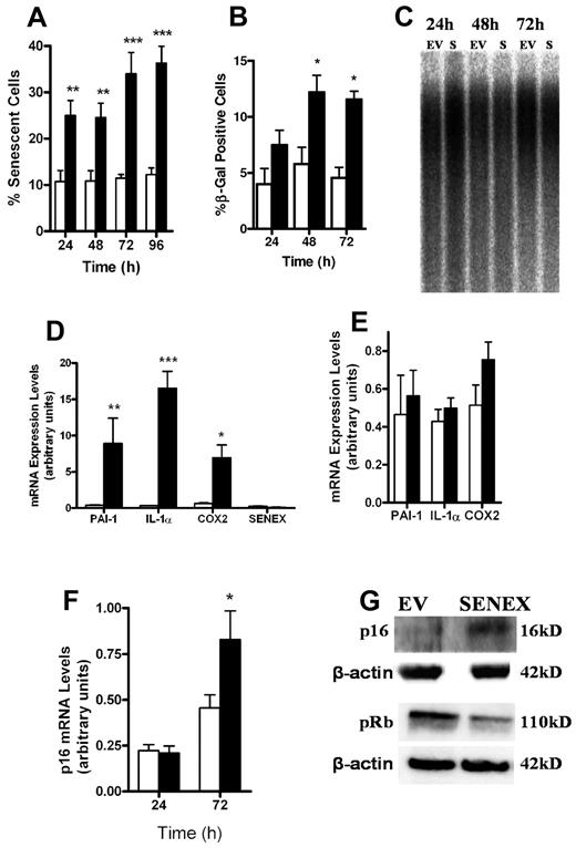 Figure 3. SENEX activates the p16 senescence pathway. (A) HUVECs were infected with EV (□) or SENEX (■) containing adenovirus. Photographs were taken at 24-hour time intervals for 4 days. The number of senescent cells, based on an enlarged morphology, were counted and presented as a percentage of total cells counted. At least 1000 cells were counted for each of the 3 individual HUVEC lines. The mean ± SEM is shown. **P < .01 and ***P < .001 compared with EV. (B) EV (□) and SENEX (■) overexpressing cells were harvested after 24, 48, and 72 hours of culture and stained for SA-β-gal expression. At least 1000 cells on each day were counted. The percentage of cells positive ± SEM is given for 3 different HUVEC lines analyzed. *P < .05 compared with EV. (C) EV and SENEX (S) overexpressing cells were harvested after 24, 48, and 72 hours of culture, and telomere length was measured by Southern blot analysis. (D) Replicative senescence in HUVECs was induced through constant passaging and the cells were harvested when the senescent morphology was evident in the majority of cells. mRNA expression was measured by Q-RT-PCR of COX2, IL-1α, PAI-1, and SENEX and standardized to cyclophilin A. The mean ± SEM of 6 replicates from 2 lines of HUVECs is shown. Early-passage cells (□) and late-passage senescent cells (■). *P < .05, **P < .01, and ***P < .001 compared with early passage. (E) SENEX (■) and EV (□) infected cells were harvested when at least 50% senescence was seen and mRNA levels determined for PAI-1, COX-2, and IL-1α by Q-RT-PCR. There were no significant differences seen between the EV and SENEX groups. This is a representative experiment of 2. (F) HUVECs were infected with SENEX or EV adenovirus for 24 and 72 hours. Total RNA was extracted and Q-RT-PCR used to determine levels of p16 standardized to Cyclophilin A. This is a representative of 4 experiments. Results are the mean ± SEM of 3 replicates of each group. *P < .05 compared with EV. (G) Total protein from 24-hour overexpressing SENEX or EV control cells was used for Western blotting using p16 or phosphorylated Rb specific antibodies. β-actin was used as a loading control. This is a representative of 3-4 experiments performed using different EC isolates.