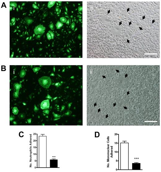 Figure 5. SENEX regulates adhesion. (A) SENEX- and EV-infected cells were stimulated with TNFα (5 ng/mL) for 5 hours. Adhesion of neutrophils was then assessed (ii). This is a representative of 3 experiments. Arrows show senescent cells from the corresponding fluorescence view in subpanel i. Bar = 220 μm. (B) HUVECs were treated as in panel A. Adhesion of mononuclear cells was then assessed (ii). This is a representative of 3 experiments. Arrows show senescent cells from the corresponding fluorescence view (i). Bar = 220 μm. (C) From the photographs taken in panel A, counts were made of the number of adherent neutrophils on a senescent cell (■).The number of adherent neutrophils were then counted in the same surface area on neighbouring nonsenescent cells (□). This is a representative of 102 senescent cells and the corresponding area of nonsenescent cells from 3 HUVEC lines. ***P < .001 compared with EV. (D) From the photographs in panel B, counts were taken of the number of adherent mononuclear cells on a senescent cell (■). The number of adherent mononuclear cells was then counted in the same surface area on neighbouring nonsenescent cells (□). This is a representative of the mean ± SEM of 42 senescent cells from 3 HUVEC lines. ***P < .001 compared with EV.