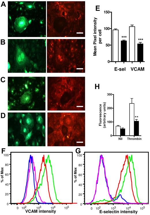 Figure 6. SENEX inhibits adhesion molecule expression and permeability. HUVECs were infected with SENEX and EV adenovirus for 24 hours. They were treated with 5 ng/mL TNFα in normal HUVEC medium for 5 hours and then stained for surface expression of E-selectin (A) or VCAM1 (C) (right panels); bar = 220 μm. GFP photos of the area photographed for adhesion molecule expression is given in the left-hand panels. The cells were also permeabilized and stained for intracellular E-selectin (B) and VCAM1 (D); bar = 220 μm. (E) Senescent and nonsenescent cells were analyzed for cell-surface expression of E-selectin and VCAM1. The mean pixel intensity per cell was measured using ImageJ for senescent cells (■) and for nonsenescent cells (□). The E-selectin data are a representative of the mean ± SEM of 25 senescent cells and nonsenescent cells from 2 HUVEC lines. ***P < .001 compared with nonsenescent cells. The VCAM1 data are a representative of the mean ± SEM of 14 senescent cells and the corresponding area of nonsenescent cells from 2 HUVEC lines. ***P < .001 compared with nonsenescent cells. (F) EV- and SENEX-infected cells were left for 5 days and then were either stimulated or unstimulated with 5 ng/mL TNFα for 4 hours, then stained for VCAM1 expression. Cells were analyzed for VCAM1 expression. No TNFα: purple line = EV, blue line = SENEX; TNFα stimulated: green line = EV, red line = SENEX cells. This is a representative of 3 experiments. (G) E-selectin expression performed as for panel F. (H) HUVEC monolayers seeded on a transwell membrane were infected with EV- (□) or SENEX (■)–expressing adenovirus. Passage of FITC-dextran through the membrane in response to thrombin was tested 48 hours later. This is a representative experiment of 3 showing the average of 4 transwells per condition ± SEM. *P < .05 compared with EV group with thrombin.