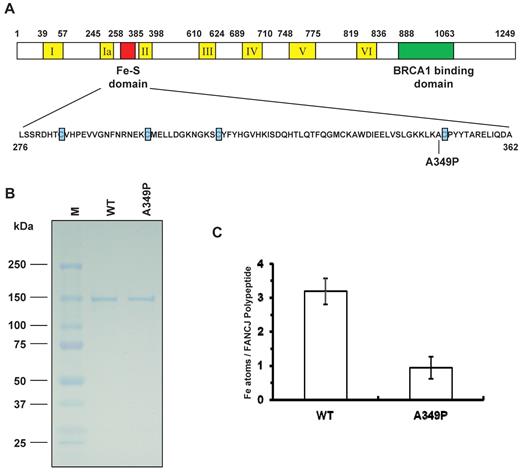 Figure 1. Purification and determination of iron content in FANCJ-WT and FANCJ-A349P proteins. (A) Cartoon depicting FANCJ protein with the conserved helicase core domain and position of the conserved Fe-S domain. The conserved helicase motifs are indicated by yellow boxes, and the BRCA1 binding domain is indicated by green. The Fe-S domain is expanded, and the 4 conserved cysteines are indicated with blue, with the A349P missense mutation of a FANCJ patient marked. (B) The purity of the FANCJ-WT and FANCJ-A349P proteins was evaluated by their detected migration after sulfate polyacrylamide gel electrophoresis (SDS-PAGE) on Coomassie-stained gels according to their predicted sizes. For each protein, 2 μg was loaded. (C) Stoichiometry of iron atoms per purified recombinant FANCJ-WT or FANCJ-A349P. The determination of iron content is described in supplemental Methods. Data represent the mean of at least 3 independent experiments, with SD indicated by error bars.