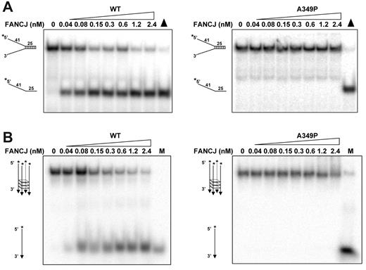 Figure 2. FANCJ-A349P mutant is inactive as a helicase on forked duplex and G-quadruplex DNA substrates that FANCJ-WT efficiently unwinds. (A) Helicase reactions (20 μL) were performed by incubating the indicated FANCJ concentration with a 0.5nM forked duplex DNA substrate at 30°C for 15 minutes as described in supplemental Methods. Triangle, heat-denatured DNA substrate control. (B) Helicase reactions were performed the same as with panel A, except that G4 DNA was used instead of forked duplex. M, radiolabeled TP-G4 49-mer oligonucleotide (supplemental Table 1) marker.