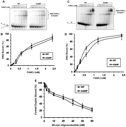 Figure 3. DNA binding of mutant and wild-type FANCJ proteins as detected by gel mobility shift assays. (A) The indicated concentrations of FANCJ-WT or FANCJ-A349P protein were incubated with 0.5nM forked duplex DNA substrate at 25°C for 30 minutes, as described in supplemental Methods. The DNA-protein complexes were resolved on native 5% polyacrylamide gels. (B) Quantitative analyses of DNA gel-shift experiments as performed in (A). (C) Gel mobility shift experiments with radiolabeled single-stranded 67-mer oligonucleotide. (D) Quantitative analyses of DNA gel-shift experiments as performed in (C). (E) 2.4nM FANCJ-WT or FANCJ-A349P was incubated with 0.5nM radiolabeled forked duplex DNA at 25°C for 15 minutes, and the indicated concentration of 67-mer ssDNA was subsequently added and incubated for an additional 15 minutes at 25°C. DNA-protein complexes were resolved on native 5% polyacrylamide gels. Quantitative analyses of DNA-binding data from DNA competition experiments are shown with SD indicated by error bars.