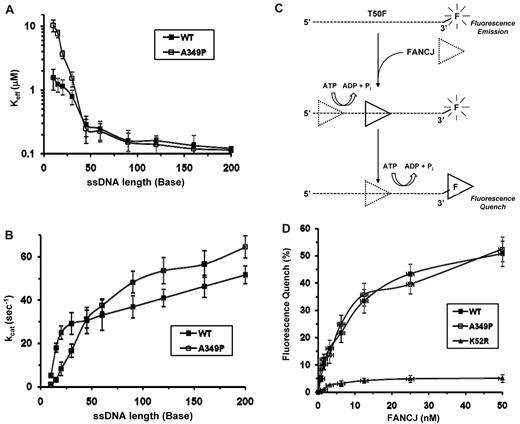Figure 4. FANCJ-A349P translocates on single-stranded DNA. The Keff-ssDNA values (A) and kcat values (B) for ATP hydrolysis catalyzed by FANCJ-WT and FANCJ-A349P proteins were determined as a function of oligonucleotide dT length, as described in supplemental Methods. Error bars represent the SD of the fit to the Michaelis-Menton equation. (C) Cartoon depicting fluorescence quenching of fluorescein covalently attached to 3′ end of ssDNA molecule by ATP-driven translocation of FANCJ to a position near the fluorophore. Binding site size or the assembly state of FANCJ is not known. For simplicity, cartoon depicts initial ATP-dependent translocation of FANCJ followed by second translocation step placing FANCJ in the vicinity of fluorescein where it quenches the fluorophore; however, physical or kinetic step size is not known. (D) Fluorescence quenching experiments, performed as described in “Fluorescence quench translocation assays,” with use of FANCJ-WT, FANCJ-A349P, and FANCJ-K52R proteins.