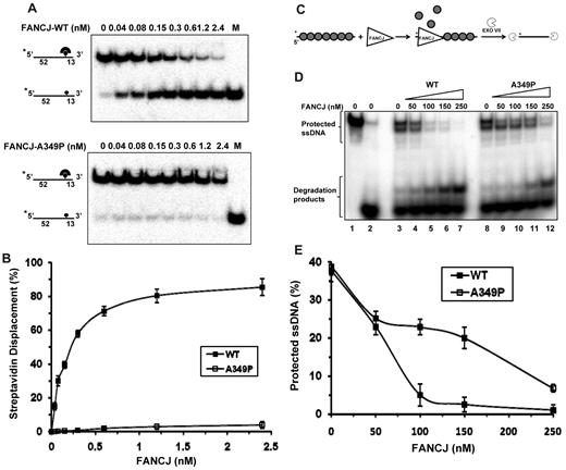Figure 5. FANCJ-A349P is compromised in its ability to displace DNA-bound protein. (A) The indicated concentrations of FANCJ-WT (upper) or FANCJ-A349P (lower) were incubated with 2mM ATP and DNA substrate (0.5nM) that had streptavidin bound to the covalently linked biotin moiety residing 52 nt from the 5′ end of the radiolabeled oligonucleotide (supplemental Table 1). (B) Quantitative analyses of FANCJ streptavidin displacement assays as shown in panel A. Data represent the mean of at least 3 independent experiments with SD indicated by error bars. (C) Experimental scheme to examine FANCJ displacement of RAD51 protein filament on ssDNA. (D) The degradation of the intact 32P-labeled ssDNA fragment by exonuclease VII was analyzed in a 10% polyacrylamide gel. The preformed RAD51-ssDNA complex was incubated with FANCJ-WT (lanes 4-7) or FANCJ-A349P (lanes 9-12) followed by the addition of exonuclease VII. Protein concentrations are indicated at the top of the gel. The ssDNA fragment before and after the treatment with exonuclease VII is shown in lanes 1 and 2, respectively. (E) The data from panel D represented as a graph.