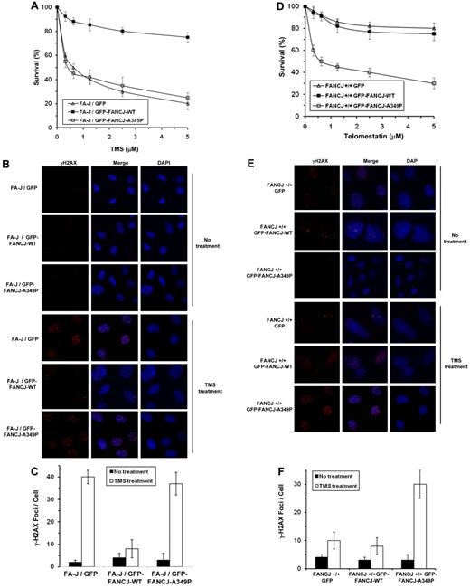 Figure 7. Expression of FANCJ-A349P fails to rescue sensitivity of FA-J cells to the G-quadruplex binding compound telomestatin and exerts a dominant-negative effect on telomestatin resistance of wild-type cells. (A) TMS sensitivity of stably transfected human FA-J (EUFA30/hTert/SV40) fibroblasts with the indicated genotypes was evaluated by survival assay. (B) γ-H2AX immunofluorescence staining of the corresponding FA-J cell lines stably transfected with plasmids encoding GFP, GFP-FANCJ-WT, or GFP-FANCJ-A349P. FA-J cells were untreated or treated with 5μM TMS for 4 hours, washed with PBS, allowed to recover for 4 hours, and analyzed by immunofluorescence detection. (C) Quantitative analyses of γ-H2AX foci after 5μM TMS exposure of the corresponding transfected FA-J cell lines shown in panel B. Data represent the mean of at least 100 cells counted, with SD indicated by error bars. (D) TMS sensitivity of stably transfected human wild-type (VH10/hTert) fibroblasts with the indicated genotypes was evaluated by survival assay. (E) γ-H2AX immunofluorescence staining of wild-type cells transfected with plasmids encoding GFP, GFP-tagged FANCJ-WT, or GFP-tagged FANCJ-A349P. Wild-type cells were either untreated or exposed to 5μM TMS for 4 hours, washed with PBS, allowed to recover for 4 hours, and analyzed by immunofluorescence detection. (F) Quantitative analyses of γ-H2AX foci in the corresponding transfected wild-type cell lines as shown in panel E.