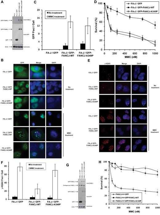 Figure 6. Expression of FANCJ-A349P fails to rescue mitomycin C sensitivity of FA-J cells and exerts a dominant-negative effect on mitomycin C resistance of wild-type cells. (A) Western blot analysis of human FA-J (EUFA30/hTert/SV40) fibroblasts stably transfected with plasmids encoding GFP, GFP-tagged FANCJ-WT, or GFP-tagged FANCJ-A349P. Protein was detected with antibody against FANCJ (Sigma-Aldrich), GFP (Clontech) or actin (loading control, 10% loaded). (B) MMC-induced GFP-tagged FANCJ foci formation. GFP fluorescence detection was performed on FA-J cells transfected with plasmids encoding GFP, GFP-tagged FANCJ-WT, or GFP-tagged FANCJ-A349P. FA-J cells were treated with or without 100nM MMC for 2 hours. (C) Quantitative analyses of GFP-tagged FANCJ foci shown in panel B. (D) MMC sensitivity of stably transfected human FA-J fibroblasts with indicated genotypes was evaluated by cell survival assay. (E) γ-H2AX immunofluorescence staining of FA-J cells transfected with plasmids encoding GFP, GFP-tagged FANCJ-WT, or GFP-tagged FANCJ-A349P. Stably transfected FA-J cells were treated with or without 100nM MMC for 2 hours, washed with phosphate-buffered saline (PBS), allowed to recover for 6 hours, and analyzed by immunofluorescence detection as described in supplemental Methods. (F) Quantitative analyses of γ-H2AX foci shown in panel E. Data represent mean of > 100 cells; SD indicated by error bars. (G) Western blot analysis of human wild-type (VH10/hTert) fibroblasts transfected with plasmids encoding GFP, GFP-tagged FANCJ-WT, or GFP-FANCJ-A349P. Protein was detected with antibody against FANCJ (resolved on 6% SDS-PAGE), GFP, or actin (resolved on 4%-12% gradient SDS-PAGE). (H) MMC sensitivity of wild-type fibroblasts with indicated genotypes was evaluated by survival assay. (I) γ-H2AX immunofluorescence staining of wild-type fibroblasts transfected with plasmids encoding GFP, GFP-tagged FANCJ-WT, or GFP-tagged FANCJ-A349P. Wild-type cells were either untreated or exposed to 100nM MMC for 2 hours, washed with PBS, allowed to recover for 6 hours, and analyzed by immunofluorescence detection. (J) Quantitative analyses of γ-H2AX foci in the corresponding transfected wild-type cell lines as shown in panel I.