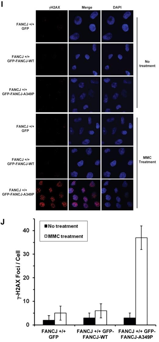 Figure 6. Expression of FANCJ-A349P fails to rescue mitomycin C sensitivity of FA-J cells and exerts a dominant-negative effect on mitomycin C resistance of wild-type cells. (A) Western blot analysis of human FA-J (EUFA30/hTert/SV40) fibroblasts stably transfected with plasmids encoding GFP, GFP-tagged FANCJ-WT, or GFP-tagged FANCJ-A349P. Protein was detected with antibody against FANCJ (Sigma-Aldrich), GFP (Clontech) or actin (loading control, 10% loaded). (B) MMC-induced GFP-tagged FANCJ foci formation. GFP fluorescence detection was performed on FA-J cells transfected with plasmids encoding GFP, GFP-tagged FANCJ-WT, or GFP-tagged FANCJ-A349P. FA-J cells were treated with or without 100nM MMC for 2 hours. (C) Quantitative analyses of GFP-tagged FANCJ foci shown in panel B. (D) MMC sensitivity of stably transfected human FA-J fibroblasts with indicated genotypes was evaluated by cell survival assay. (E) γ-H2AX immunofluorescence staining of FA-J cells transfected with plasmids encoding GFP, GFP-tagged FANCJ-WT, or GFP-tagged FANCJ-A349P. Stably transfected FA-J cells were treated with or without 100nM MMC for 2 hours, washed with phosphate-buffered saline (PBS), allowed to recover for 6 hours, and analyzed by immunofluorescence detection as described in supplemental Methods. (F) Quantitative analyses of γ-H2AX foci shown in panel E. Data represent mean of > 100 cells; SD indicated by error bars. (G) Western blot analysis of human wild-type (VH10/hTert) fibroblasts transfected with plasmids encoding GFP, GFP-tagged FANCJ-WT, or GFP-FANCJ-A349P. Protein was detected with antibody against FANCJ (resolved on 6% SDS-PAGE), GFP, or actin (resolved on 4%-12% gradient SDS-PAGE). (H) MMC sensitivity of wild-type fibroblasts with indicated genotypes was evaluated by survival assay. (I) γ-H2AX immunofluorescence staining of wild-type fibroblasts transfected with plasmids encoding GFP, GFP-tagged FANCJ-WT, or GFP-tagged FANCJ-A349P. Wild-type cells were either untreated or exposed to 100nM MMC for 2 hours, washed with PBS, allowed to recover for 6 hours, and analyzed by immunofluorescence detection. (J) Quantitative analyses of γ-H2AX foci in the corresponding transfected wild-type cell lines as shown in panel I.