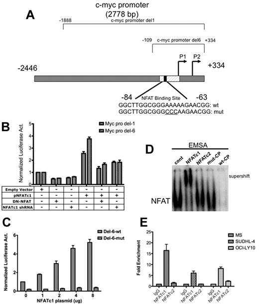 Figure 3. NFATc1 binds to and regulates c-myc promoter in DLBCL. (A) Schematic diagram of the c-myc promoter. c-myc Del-1 and Del-6 are luciferase reporter constructs obtained from Addgene. (B) DLBCL MS cells were cotransfected with a c-myc Del-1 or Del-6 construct (2 μg) and an empty vector (5 μg) or a plasmid containing NFATc1 (5 μg, alone or combined with dominant-negative NFAT or NFATc1 shRNA). The NFATc1 shRNA is retained in the NFATc1 expression construct. Luciferase activities were analyzed 24 hours after transfection. Data indicate fold-induction compared with empty vector alone. Luciferase activities were normalized with β-gal activity. Data represent 3 independent experiments. (C) DLBCL MS cells were cotransfected with c-myc promoter Del-6 (2 μg) or c-myc promoter Del-6 with a mutated NFAT binding site (Del-6 mut; 2 μg) with increasing NFATc1 plasmid, as indicated. Luciferase activities were measured 24 hours after transfection. Luciferase activities were normalized with β-gal activity. Data represent 3 independent experiments. (D) DLBCL MS nuclear extracts were subjected to gel-shift assays using the 32P-labeled NFAT-binding site within the proximal end of the c-myc promoter. NFATc1 and NFATc2 antibodies were used for supershift. wt-CP, wild-type cold probe; mut-CP, mutant cold probe. (E) ChIP analysis in MS, SUDHL-4, and OCI-LY10 cells using antibodies to NFATc1, NFATc2, and IgG (negative control), followed by Q-PCR of the c-myc promoter (NFAT binding site). Input (10% of total DNA). Values indicate fold-enrichment over IgG control from 2 independent experiments with triplicate samples.