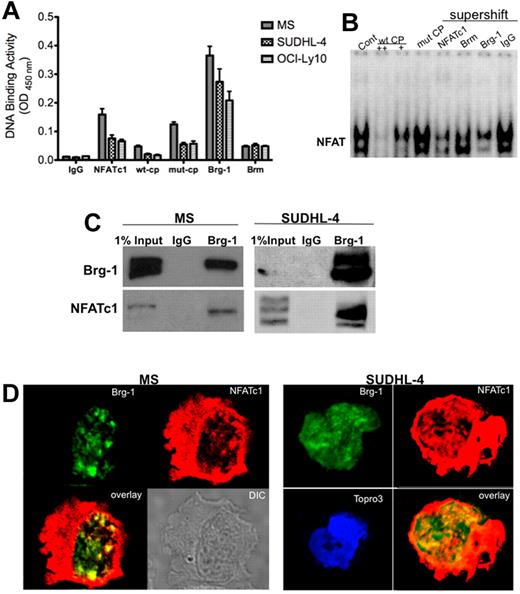 Figure 4. NFATc1 involved in chromatin remodeling mechanism. Chromatin remodeling complex proteins Brg-1 and Brm bind to the NFAT site in the c-myc promoter. (A) Nuclear extracts purified from MS, SUDHL-4, and OCI-LY10 DLBCL cells were analyzed for NFATc1, Brg-1, and Brm DNA binding to the NFAT consensus binding site by DNA-binding ELISA. IgG was used as a nonspecific control antibody. wt-CP, wild-type cold probe; mut-CP, mutant cold probe. (B) DLBCL MS nuclear extracts were subjected to gel-shift assay using the 32P-labeled c-myc promoter NFAT DNA-binding site and antibodies to NFATc1, NFATc2, Brg-1, Brm, p65, and c-rel. wt-CP, wild-type cold probe; mut-CP, mutant cold probe. (C) Brg-1 interacts directly with NFATc1. DLBCL MS nuclear extracts (500 μg) or SUDHL-4 nuclear extracts (1 mg) were purified and subjected to coimmunoprecipitation analysis with IgG control or Brg-1 antibody. Eluted immunoprecipitated protein complexes were subjected to Western blotting for Brg-1 and NFATc1. (D) Colocalization of Brg-1 (green) and NFATc1 (red) in DLBCL MS and SUDHL-4 cells by confocal microscopy analysis. Colocalized areas appear yellow. Topro3, nuclear marker.