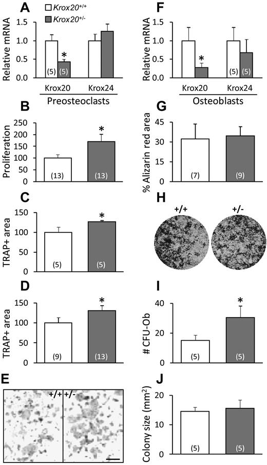 Figure 3. Increased proliferation in osteoclast precursors derived from Krox20+/− mice. (A) Splenocytes from WT and Krox20+/− newborn mice were cultured for 3 days with 100 ng/mL M-CSF. Krox20 and Krox24 mRNA expression in subconfluent preosteoclasts cultures was assessed by RT-qPCR and corrected for the expression of rpL10A. (B) Spleen-derived preosteoclasts as in panel A were plated in 96-well plates at 2000 cells per well and cultured with 100 ng/mL M-CSF. Medium was changed on days 3 and 5, and proliferation was determined after 7 days using MTT assay. (C) Splenocytes from WT and Krox20+/− newborn mice were plated in 96-well plates at 150 000 cells per well and cultured from the first day with 20 ng/mL M-CSF and 100 ng/mL RANKL. Medium was changed on days 3 and 5, and TRAP staining was performed on day 8. Bars represent relative TRAP+ area. (D-E) Spleen-derived preosteoclasts pretreated with 100 ng/mL M-CSF alone as in panel A were plated in 96-well plates at 5000 cells per well and cultured with 20 ng/mL M-CSF and 100 ng/mL RANKL for 7 days. Medium was changed on days 3 and 5. Bars represent relative TRAP+ area. (E) Representative images of TRAP-positive osteoclasts derived from WT (left) and Krox20+/− (right) mice; bar = 0.5 mm. (F) Krox20 and Krox24 mRNA in primary calvarial osteoblastic cultures from Krox20+/− and control mice was assessed by RT-qPCR and corrected for the expression of rpL10A. (G-H) Primary calvarial osteoblast cultures from WT and Krox20+/− mice were fixed and stained with alizarin red 20 days after confluence. Bars represent percent alizarin red-positive area. (H) Representative images from WT- (left) and Krox20+/−-derived (right) cultures. (I-J) Bone marrow–derived cultures from WT and Krox20+/− mice. Number of alizarin red-positive CFU-Ob colonies (I) and mean colony size (J) were determined in day-20 cultures after fixation and staining. Bars represent mean ± SEM of Krox20+/+ (white) and Krox20+/− (gray) cells. *P < .05 compared with control littermates. Assays were performed in triplicate per animal, and the number of animals is specified in parentheses inside each bar.