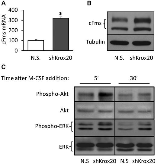 Figure 5. Silencing of Krox20 in preosteoclasts increases cFms signaling. (A) Wild type splenocytes were cultured for 3 days with 100 ng/mL M-CSF, and Krox20 expression was silenced using shKrox20-2 lentiviruses. cFms mRNA levels were determined by RT-qPCR and corrected for the corresponding expression of rpL10A. Bars represent mean ± SEM of expression levels relative to cells transduced with a nonspecific (NS) shRNA lentivirus (n = 5; *P < .05 vs NS). (B) Western blot analysis of cFms was performed on preosteoclasts obtained as in panel A. Tubulin was used as loading control. (C) Preosteoclasts obtained as in panel A were serum-starved for 2 hours and treated with M-CSF for 5 and 30 minutes as indicated, followed by Western blot analysis of phospho- and total Akt and ERK. A vertical line has been inserted to indicate a repositioned gel lane.