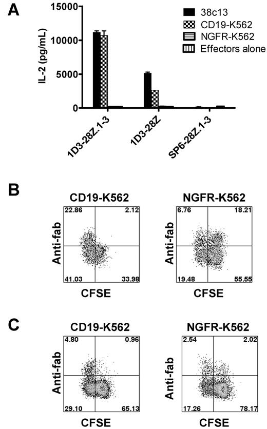 Figure 2. Anti-CD19–CAR-expressing T cells produce IL-2 and proliferate in response to CD19. T cells were cultured with anti-CD3/anti-CD28 beads and transduced with retroviruses encoding 1D3-28Z.1-3, 1D3-28Z, or SP6-28Z.1-3. On day 5 of culture, 46% of 1D3-28Z.1-3-transduced cells expressed detectable levels of CAR protein and 19% of 1D3-28Z–transduced cells expressed detectable levels of CAR protein. On day 5 of culture, CAR-transduced cells were used in an IL-2 ELISA and a carboxyfluorescein succinimidyl ester (CFSE) proliferation assay. (A) 1D3-28Z.1-3–transduced T cells, 1D3-28Z–transduced T cells, or SP6-28Z.1-3–transduced T cells were cultured overnight alone or with the indicated target cells, and an IL-2 ELISA was performed. The 38c13 and CD19-K562 cells were CD19+ and NGFR-K562 cells were CD19−. The units are in picograms per milliliter. Error bars represent the SEM of duplicate wells. 1D3-28Z.1-3–transduced T cells and 1D3-28Z–transduced T cells produced IL-2 in response to CD19. Minimal IL-2 production occurred when T cells were cultured alone or with NGFR-K562 cells. This is 1 of 2 experiments with similar results. (B) CFSE-labeled 1D3-28Z.1-3–transduced T cells were cultured for 4 days with either irradiated CD19-K562 cells or irradiated NGFR-K562 cells as indicated above each plot. The cells were stained with anti-Fab antibodies to detect the CAR. Almost all 1D3-28Z.1-3–expressing T cells that were cultured with CD19-K562 cells proliferated as indicated by CFSE dilution. Only a minority of 1D3-28Z.1-3–expressing T cells that were cultured with NGFR-K562 cells proliferated. The plots are gated on CD3+ lymphocytes, and the numbers on the plots are the percentages of cells in each quadrant. Results are representative of 2 experiments. (C) Only a small fraction of T cells expressed 1D3-28Z after 4 days of culture with either CD19-K562 cells or NGFR-K562 cells. More of the persisting cells underwent proliferation when they were cultured with CD19-K562 cells than when they were cultured with NGFR-K562 cells. The plots are gated on CD3+ lymphocytes, and the numbers on the plots are the percentages of cells in each quadrant.
