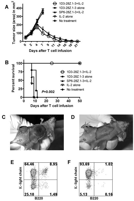 Figure 6. Anti-CD19–CAR-transduced T cells eradicated large lymphoma masses. (A) Mice received 5 Gy of TBI, and later the same day the mice were injected subcutaneously with 38c13 lymphoma cells. Four days later when visible tumors had formed, the mice received 1 of 4 treatments, or they were left untreated. The 1D3-28Z.1-3 + IL-2 group received an intravenous infusion of 1D3-28Z.1-3–transduced T cells. These mice also received IL-2 daily for 3 days. The first IL-2 injection was administered immediately after the T-cell infusion. The 1D3-28Z.1-3 alone group received 1D3-28Z.1-3–transduced T cells with phosphate-buffered saline injections substituted for IL-2. The SP6-28Z.1-3 + IL-2 group received infusions of the negative control CAR SP6-28Z.1-3 and IL-2. A group of mice received IL-2 alone. The mean tumor sizes of each group are shown. The tumor size curves of the control groups end when the first mouse from a group was killed. There were 5 mice in each group, and these results are representative of 2 experiments with nearly identical results. (B) The survival of the same groups of mice described in panel A is shown. The P value refers to the comparison of the 1D3-28Z.1-3 + IL-2 group and the No treatment group. The 1D3-28Z.1-3 + IL-2 group and the 1D3-28Z.1-3 alone group both had 100% survival. (C) Representative example of a lymphoma mass of a mouse from the SP6-28Z.1-3 + IL-2 group 7 days after T-cell infusion. (D) Representative example of a lymphoma site of a mouse from the 1D3-28Z.1-3 + IL-2 group 7 days after T-cell infusion. (E) Representative examples of κ light chain versus B220 staining of spleen and (F) inguinal lymph nodes demonstrate that subcutaneously injected 38c13 lymphoma cells have metastasized widely in mice from the SP6-28Z.1-3 + IL-2 group 8 days after T-cell infusion. The 38c13 lymphoma cells express kappa light chain but not B220. The plots are gated on live lymphocytes. The numbers on the plots are the percentages of cells in each quadrant.