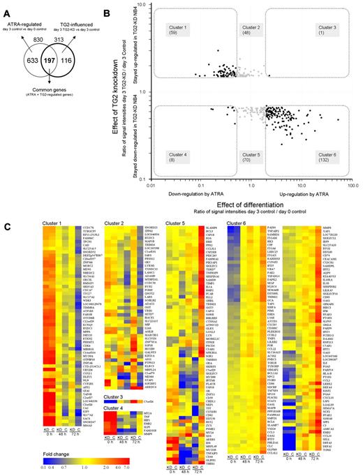 Figure 4. TG2 influences the expression of ATRA-regulated genes in differentiation of NB4 cell. (A) Genes (830) regulated by ATRA on day 3 belonging in the 4 most affected biological process categories (Table 1) were further investigated in the respect of TG2 effect. The Venn diagram illustrates the number of genes regulated by ATRA (830), the genes influenced by TG2 (313), and the number of the common part of these 2 gene sets (197). (B). The ratios of normalized transcript levels of 3-day ATRA-treated control NB4 cells versus untreated control NB4 cells were calculated in case of selected genes (effect of differentiation). Similarly, the ratios of normalized transcript levels of 3-day ATRA-treated TG2-KD NB4 cells versus 3-day ATRA-treated control NB4 cells were determined (effect of TG2 knockdown). The 2 ratios of transcript levels were plotted against each other resulting in a scatter plot that shows the relationship of transcriptional changes caused by the differentiation process and the TG2 knockdown effect. Down-regulation of 59 genes is behind (cluster 1) and the expression of 8 genes (cluster 4) is suppressed at higher degree than it occurs in ATRA-treated NB4 cells. Whereas 1 gene is more up-regulated by ATRA in TG2-KD cells than normally expected (cluster 3), 132 genes are less induced in TG2-KD NB4 cells (cluster 6) as compared with the control. TG2-influenced genes regulated by ATRA are highlighted, and genes that belong to a certain cluster are indicated. (C) Gene sets regulated by TG2 during ATRA-induced differentiation of NB4 cells. The heat map represents the differentially expressed genes in control and TG2-KD NB4 cells upon ATRA-treatment at undifferentiated, 2-day, and 3-day differentiated stages. Cluster 1 contains the genes (59 genes) that are down-regulated by ATRA in normal case, but remained significantly at higher level in TG2-KD NB4 cells. Cluster 2 (48 genes) and cluster 5 (69 genes) contain those genes whose expression change did not reach the 2-fold threshold upon ATRA-treatment, but were up-regulated or down-regulated in TG2-KD cells, respectively. In cluster 3 (1 gene) and cluster 4 (8 genes) the suppressed TG2 expression further increased the up- or down-regulating effect of ATRA, respectively. Cluster 6 represents the genes (132 genes) significantly induced by ATRA, but showing lower expression in TG2-KD NB4 cells. Heat maps were generated by GeneSpring 10.1 (Agilent) using hierarchical clustering algorithm in all cases of gene lists. Fold change differences are indicated by colors.