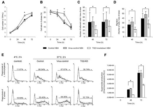 Figure 5. Knocking down of TG2 in NB4 cells enhances the cell proliferation potency and reduces the immunological functions during ATRA-induced differentiation. NB4 cells (105 cells/mL) and its sublines (virus control and TG2-KD NB4 cells) were cultured in standard medium in presence of 1μM ATRA for 48 and 72 hours. (A) Cell numbers were determined by the trypan blue dye exclusion method at the 24, 48, and 72 hours states of the differentiation. Figure shows growth curves of control, virus control, and TG2-KD NB4 cells conducted in 3 parallel experiments. The increase in TG2-KD NB4 cell number was statistically significant (P ≤ .05) at 48 and 72 hours. (B) Cell-cycle of NB4 cells and its sublines (minimum 20.000 events collected from each) were analyzed by flow cytometry. Figure shows mean of S-phase ratios of cell cycles from 3 independent experiments at 0, 24, 48, and 72 hours of differentiating cells. The error bars represent SD of means. Increase number of TG2-KD NB4 cells in S-phase at 48 hours was calculated to be statistically significant (P ≤ .05). (C) After 48 and 72 hours of initiation of differentiation, 105 cells in 1 mL were allowed to adhere to plastic surface of 24-well plate for 30 minutes. After removal of nonadherent cells, the number of adherent cells were determined by randomly selected 10 fields of view seen through the eyepieces of the microscope performed in 3 independent experiments. Decrease in adherence in case of TG2-KD NB4 cells was statistically significant (P ≤ .05). (D) Cells (2.5 × 105) from each cell line were placed into the upper chamber of Matrigel Invasion Chamber after 48 hours and 72 hours of initiation of differentiation. Migration was elicited by 200nM fMLP or 10 ng/mL IL-8 containing medium in lower chamber. Numbers of cells that migrated through the chambers were determined as described previously in panel A. The migration time was 14 hours. The decrease in chemotactic activity was calculated to be significant at 48 and 72 hours (P ≤ .05). (E) ATRA differentiated control, virus control, and TG2-KD NB4 cells were fed with 2 types of FITC-labeled bacteria (L monocytogenes and S aureus) with the ratio of 1:50 cell/bacterium for 2 hours in the presence of serum at 72-hour stage of differentiation. Phagocytic capacity was evaluated by flow cytometric analysis. The bars represent mean and SEM of 3 independent experiments (P ≤ .05). Typical flow cytometric profiles of L monocytogenes (top panel) and S aureus (bottom panel) phagocyting 72 hours differentiated cells are shown. (F) Intracellular NADPH-oxidase activity of 48 and 72 hours ATRA differentiated control, virus control, and TG2-KD NB4 cells (106 cells/mL) was induced by 50nM phorbol myristate acetate in 1-mL reaction volume containing 5 μL of L-012 (100μM). Results are the mean ± SD of 3 experiments. Chemiluminescence was detected by MOONLIGHT 2010 luminometer at intervals of 10 seconds. The decrease in ROS production in TG2 knockdown NB4 was calculated to be statistically significant (P ≤ .05).