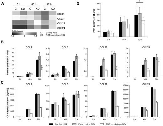 Figure 6. Production of CC chemokines induced by ATRA are restricted in TG2 knockdown NB4 cells. NB4 cells (105 cells/mL) and its sublines (virus control and TG2-KD NB4 cells) were cultured in presence of 1μM ATRA for 48 and 72 hours. (A) Relative expressions of CCL2, CCL3, CCL20, and CCL24 chemokines during the ATRA-induced differentiation of control and TG2-KD NB4 cells are presented by a heat map. Results are derived from the microarray experiment. (B) Relative mRNA expressions of CC chemokines were determined at the indicated time points by real-time Q-PCR. Expression levels are normalized to the level of the cyclophilin. (C) Protein levels of CC chemokines were quantified in supernatants of NB4 cells at the indicated time points by ELISA. Figures show typical protein level patterns from 2 or 3 independent experiments measured in duplicates. (D) Chemoattractive effect of supernatant of differentiating control, virus control, and TG2-KD NB4 cells on peripheral white blood cells was evaluated by migration assay. Migration experiments were performed 2 times with 3 parallels in each experiment. Statistical significance between wild-type and TG2-KD cells was determined by using the Student t test P < .05.
