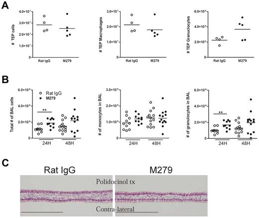 Figure 4. Inflammation-mediated myeloid cell recruitment and macrophage-mediated wound healing are unaffected by anti-CSF1R treatment. (A) Anti-CSF1R and rat IgG mAb-treated MacGreen mice were administered thioglycollate broth and cells within the peritoneal cavity collected by lavage 5 days later. Cells were counted, and 2-color flow cytometry was used to enumerate monocyte and granulocyte numbers. (B) BAL fluid was collected 24 and 48 hours after intratracheal instillation of LPS in anti-CSF1R and rat IgG mAb-treated MacGreen mice. Cells were counted, and 2-color flow cytometry was used to enumerate monocyte and granulocyte numbers. (C) Polidocanol detergent was used to strip the epithelial lining from one side of the nasal septum, with the contralateral side used as a control. Image shows nasal septum from anti-CSF1R and rat IgG-treated animals 9 days after polidocanol administration. Bar represents 200 μm.