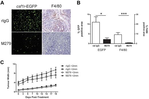 Figure 5. Treatment with anti-CSF1R prevented the recruitment of EGFP+ cells into tumor mass. MacGreen mice were inoculated subcutaneously with 1 × 106 mesothelioma cells and tumor nodules allowed to develop until just palpable, at which point treatment with anti-CSF1R or isotype antibody was commenced. (A) csf1r-EGFP and F4/80 expression in tumor (magnification, ×20) and (B) laser scanning quantitation of csf1r-EGFP expression and F4/80 staining within tumor. (C) Analysis of tumor growth.