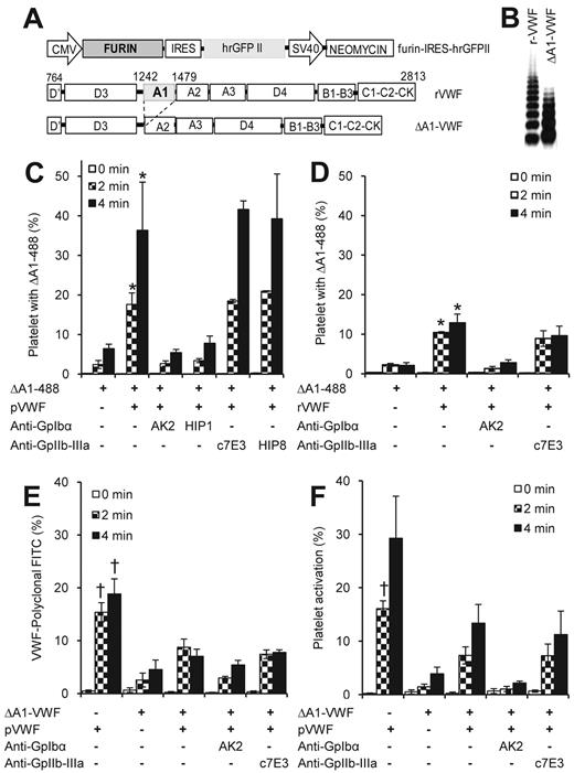 Figure 2. Application of ΔA1-488 to monitor VWF self-association. (A) CHO-furin cells were generated by stably transfecting furin-internal ribosome entry site-hrGFP into CHO cells. Both recombinant full-length human VWF (rVWF) and VWF lacking the A1-domain (ΔA1-VWF; ie, amino acids 1242-1479) were expressed in these cells. (B) Western blot shows the multimer distribution of recombinant proteins. (C-D) ΔA1-VWF was labeled with Alexa-488 to produce ΔA1-488. ΔA1-488 bound platelets in the presence of both 5 μg/mL plasma (C, pVWF) and recombinant full-length VWF (D, rVWF). Shear rate is 9600/s. ΔA1-488 binding to platelets is the result of VWF self-association. Binding was blocked by mAbs against GpIbα but not GpIIb-IIIa. (E-F) A total of 5 μg/mL pVWF was shear mixed with 5 μg/mL ΔA1-VWF at 9600/s in the presence or absence of anti-GpIbα/GpIIb-IIIa mAbs for the indicated time. Two samples were withdrawn. The total VWF bound to platelets was measured in one sample using FITC-conjugated rabbit anti–human VWF polyclonal Ab (E). Platelet activation was quantified in the other using annexin-FITC. Both pVWF binding and cell activation were partially reduced by ΔA1-VWF in a GpIbα-dependent manner. Shear protocol in all panels is identical to Figure 1. *P < .05 with respect to all other treatments except blocking with GpIIb-IIIa mAbs. †P < .05 with respect to all other treatments.