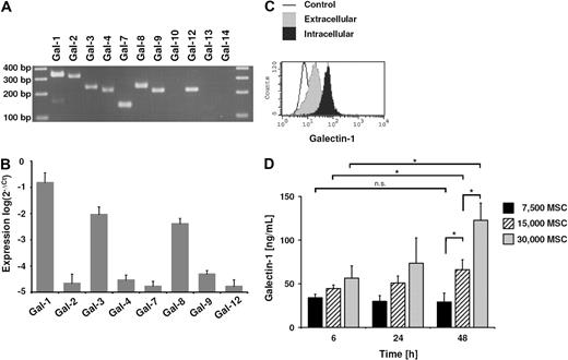 Figure 1. Galectin-1 expression in human MSCs. (A) Reverse transcription PCR of galectin family members in MSCs analyzed by agarose gel electrophoresis. mRNA of galectin-1 to galectin-4, galectin-7 to galectin-9, and galectin-12 were detected, whereas mRNA of galectin-10, galectin-13, and galectin-14 were not detectable. (B) Comparison of the galectin expression by qPCR in MSCs. Besides the abundant expression of galectin-1, galectin-3 and galectin-8 were also highly expressed. The relative expression level was normalized to expression of 18S RNA. The qPCR data are representative of 3 independent experiments representing 3 different MSC donors (mean ± SD). (C) Flow cytometric analysis of galectin-1 by intracellular and cell-surface staining of MSCs. (D) Detection of galectin-1 in the supernatant of MSCs by ELISA. MSCs released galectin-1 in high amounts into the supernatant in a cell-number–dependent manner. The correlation between cell number and galectin-1 release was not linear, as evidenced by the significant difference in the galectin-1 concentration between 6 hours and 48 hours of incubation, when 30 000 MSCs were seeded (confluent cell layer). However, there was no significant difference, when only 7500 (subconfluent layer) were seeded. This suggests a cell-contact–dependent increase in the confluent culture (30 000 cells per 96-well plate). Data are shown as means (± SD) of triplicates (n = 3); n.s., not significant.