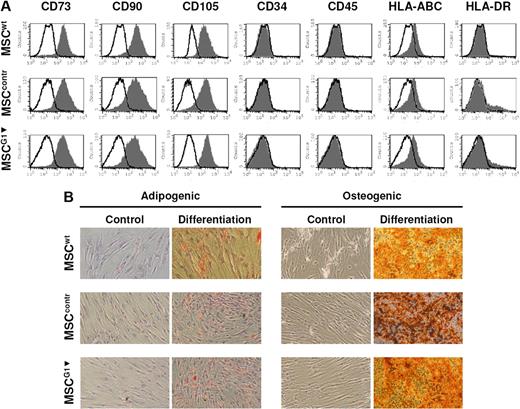Figure 2. Characterization of retrovirally transfected MSCs. (A) Flow cytometric analysis of cell-surface markers on untransfected MSCs (MSCwt), MSCs transfected to express nontargeting control RNAi (MSCcontr), and MSCs expressing RNAi for galectin-1 (MSCG1▾). The immunophenotype of MSCG1▾ was not altered compared with MSCwt or MSCcontr. (B) Adipogenic and osteogenic differentiation of MSCwt, MSCcontr, and MSCG1▾. MSCG1▾ showed normal differentiation into adipocytes and osteoblasts.