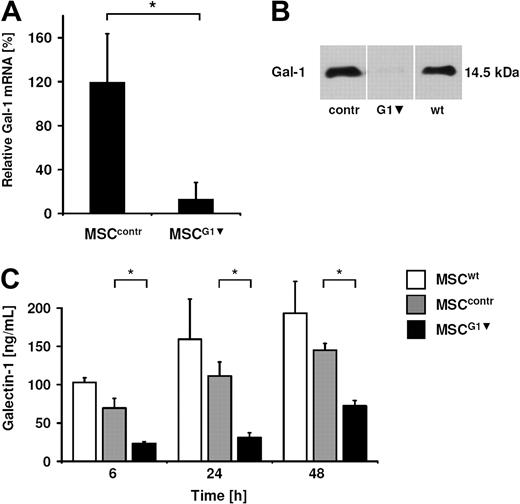 Figure 3. Knockdown of galectin-1 in MSCs by retroviral transfection. (A) qPCR analysis of the galectin-1 knockdown in MSCs. After normalization with hAlas mRNA, the relative copy numbers of galectin-1 in retroviral transfected MSCs were compared with the copy number in untreated MSCs (100%). The data are shown as means ± SD of 5 independent experiments. (B) Western blot analysis of the galectin-1 knockdown in whole-cell lysates of MSCs (20 μg protein was loaded per lane). (C) MSCG1▾ released less galectin-1 than MSCwt or MSCcontr into the supernatant measured by ELISA, 15 000 MSCs were seeded (representative of n = 3). Data are shown as means of quadruplicates (± SD).
