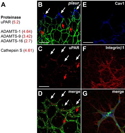Figure 1. Tip cell–enriched genes include proteases. (A) The proteases up-regulated in DLL4+/− retinas by microarray analysis include uPAR, members of the ADAMTS family and Cathepsin S. Fold change in DLL4+/− compared with wild-type is shown in red. (B) Whole mount ISH for plaur (blue) on retinas counterstained for isolectinB4 (green). Plaur shows preferential expression in tip cells (white arrows). Some stalk cells also express PLAUR (red arrows). (C-D) Immunohistochemistry confirms an enhanced expression of uPAR in tip cells (white arrows) and some uPAR positive stalk cells (red arrows). (E-G) Antibody staining shows that Caveolin-1 (blue) and Integrinβ1 (red) are also expressed by IsolectinB4 positive tip cells (green). The pictures represent 1 of 3 independent experiments with similar results. Scale bars: (B-D) 50 μm; (E-G) 5 μm. Images of antibody stainings were acquired on a Leica TCS SP5 confocal microscope using a 63×/1.4 NA objective. Images of ISH were acquired on an Olympus BX50 microscope using a 20×/0.05 NA objective and captured using a Coolsnap camera (Roper) through IPLab software version 3.2.4 (BioVision Technologies). Vessels were visualized with IsolectinB4 directly conjugated to AlexaFluor488 and the ISH signal by bright-field microscopy. Single channels were converted to grayscale (ISH in blue) in Photoshop CS2 (Adobe Systems) and merged in ImageJ (National Institutes of Health).