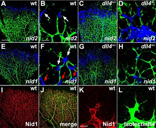 Figure 2. Tip cells express basement membrane components. (A-B) Whole mount ISH (blue) confirmed enhanced Nidogen-2 (nid2) expression in tip cells of wild-type mice (white arrows) and a broader expression in DLL4+/− mice (C-D). (E-F) Nidogen-1 (nid1) mRNA (blue) is expressed in the vascular front of wild-type mice, including tip cells (white arrows) and stalk cells (red arrows). (G-H) Nidogen-1 mRNA is up-regulated in DLL4+/− mice. (I-L) Whole mount immunohistochemistry revealed Nidogen-1 protein (red) in the basement membrane of all retinal vessels in wild-type mice, at the exclusion of filopodia (K-L). IsolectinB4 was used to counterstain vessels (green). The pictures represent 1 of 3 independent experiments with similar results. Scale bars: (A,C,E,G,I,J) 250 μm; (B,D,F,H) 50 μm; (K-L) 40 μm. Images of antibody stainings were acquired on a Leica TCS SP5 confocal microscope using a 10×/0.3 or 63×/1.4 NA objective. Images of ISH were acquired on an Olympus BX50 microscope using a 4×/0.16 NA or 20×/0.05 NA objective and captured using a Coolsnap camera through IPLab software version 3.2.4. Vessels were visualized with IsolectinB4 directly conjugated to AlexaFluor488 and the ISH signal by bright-field microscopy. Single channels were converted to grayscale in Photoshop CS2 and merged in ImageJ (ISH in blue).